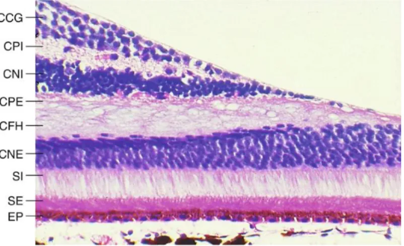 Figure 7 – Rapport SFO 2018 – Dr J. Wilson. Coupe histologique de la rétine au niveau de la fovéa