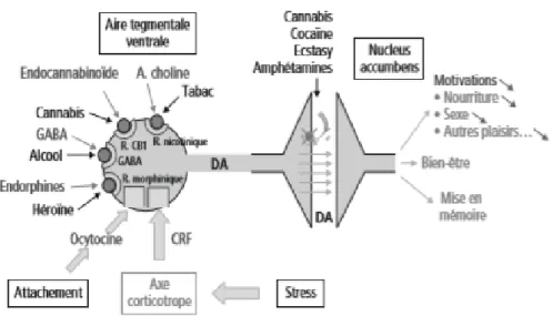 Figure 5 : Synapse dopaminergique : Les modulateurs endogènes et exogènes de la  synthèse de dopamine