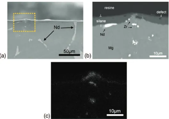 Fig. 5. Cross-section SEM image of the El21 substrate coated with the hybrid sol–gel ﬁlm, showing the precipitates of zirconium and neodymium