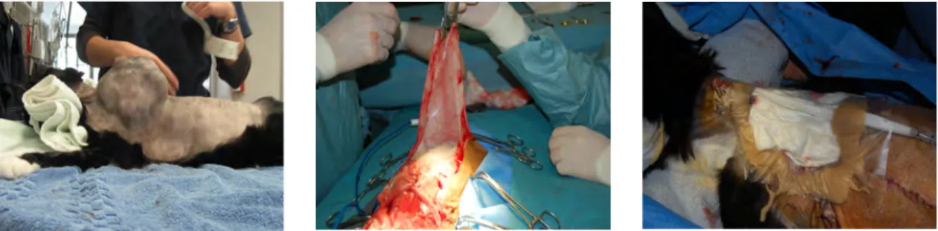 Figure 4: SPI et techniques chirurgicales (photo: clinique Southpaws Melbourne) 
