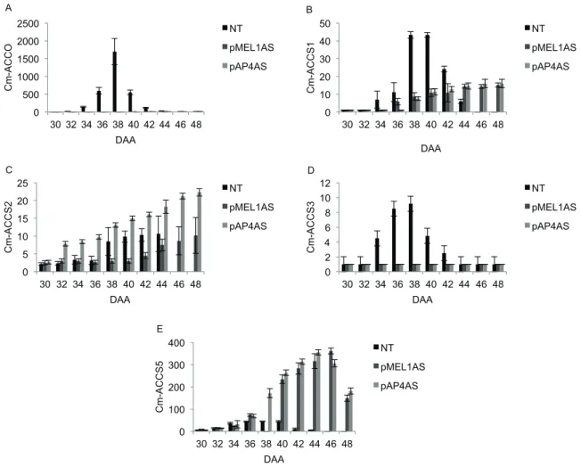 Fig. 4. Relative transcript accumulation of genes associated with ethylene biosynthesis during ripening on the vine of non-transformed (NT) and transformed melon (Cucumis melo var