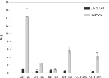 Fig. 6. Transcript accumulation in the root, rind and flesh of genes CYP735A2 (CS) and ARR1 (CR) of Cantaloupe melon (Cucumis melo var