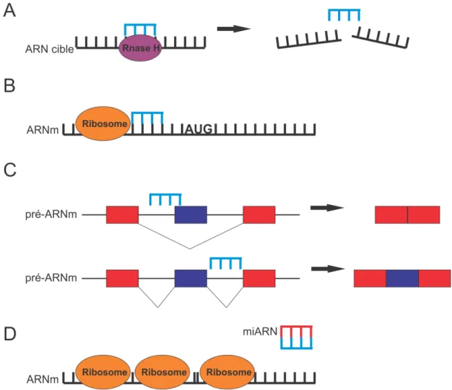 Figure  1.  Les  différents  mécanismes  d’action  des  oligonucléotides  antisens.  Les  OA 