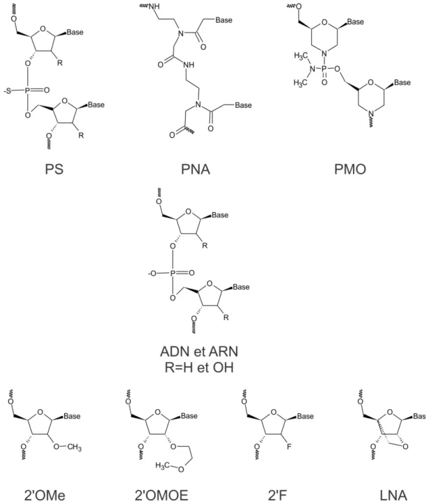 Figure 2. Les modifications chimiques des oligonucléotides antisens. Les modifications  chimiques  les  plus  couramment  utilisées  avec  les  oligonucléotides  antisens  sont  représentées