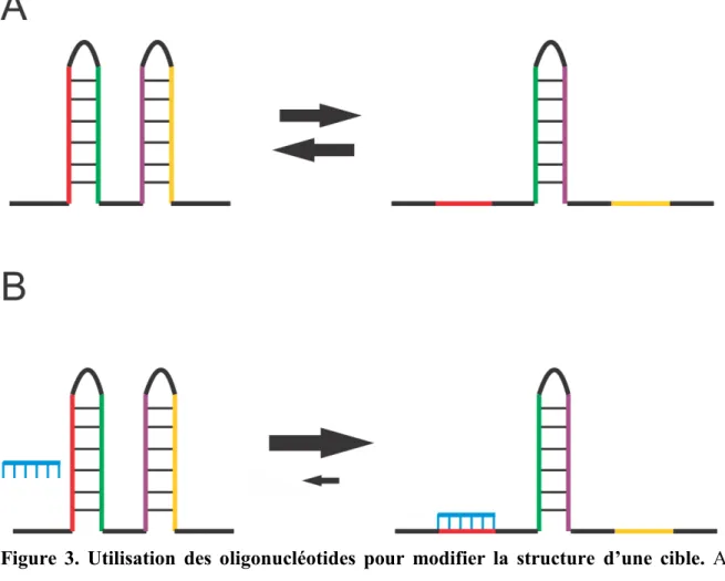 Figure  3.  Utilisation  des  oligonucléotides  pour  modifier  la  structure  d’une  cible