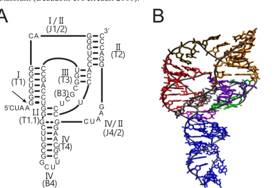 Figure 4. Le  ribozyme  VHD. A) Représentation de la structure secondaire du ribozyme  VHD