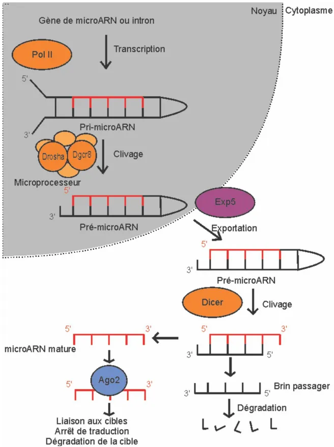 Figure 7 La biogénèse des microARN. Principales étapes de la biogénèse des microARN  et protéines qui y sont impliquées