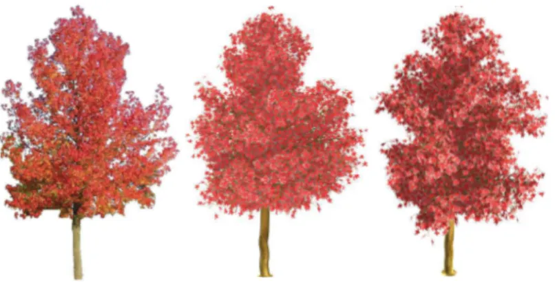 Fig. 8. Liquidambar example. On the left, the original image. In the middle, the 3D model with the same viewpoint