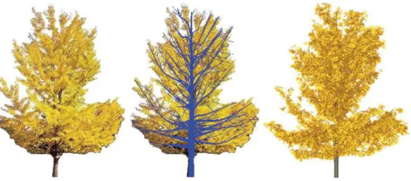 Fig. 1. On the left, an original image of Ginkgo tree. In the middle, a possible archi- archi-tecture of the branching extracted with our skeletonisation method