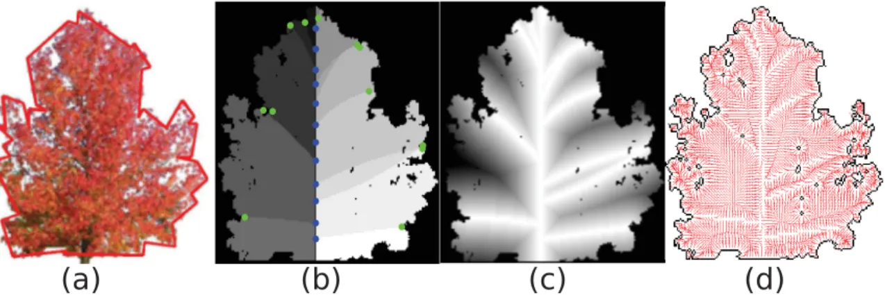 Fig. 4. On the left, an original image and in red, DCE result with 42 vertices. In the middle, an example of cuts with n = 14 branches and the probability map
