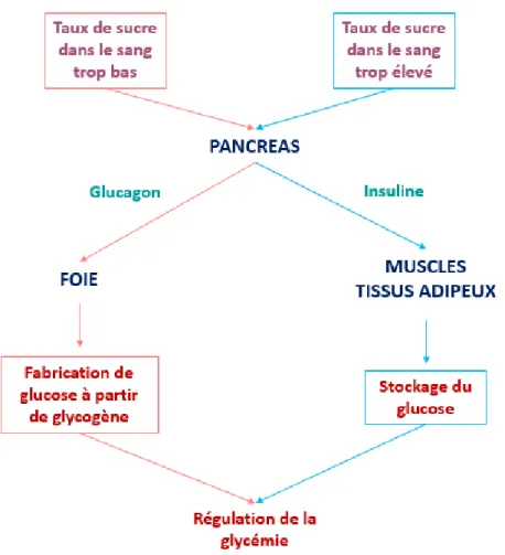 Figure 5: Régulation de la glycémie par le système endocrinien 