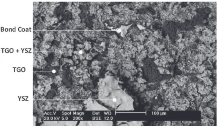 Fig. 9. SEM micrograph of sol–gel TBC reinforced with spray-coating (SC 3) after 372 one-h oxidation cycles (350 cycles at 1100 ◦ C plus 22 cycles at 1150 ◦ C).