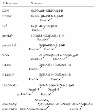 Tableau 1 : Eléments glycaniques de Schistosoma.  