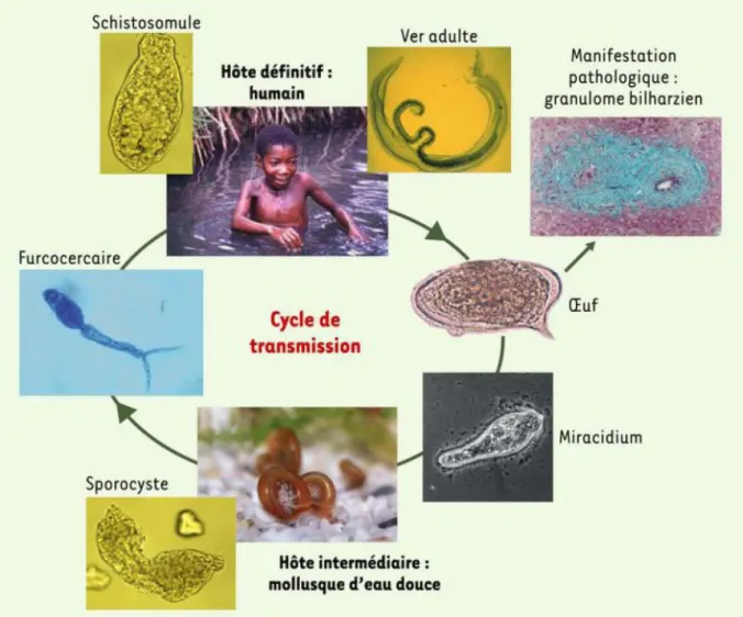 Figure 1 : Cycle de vie de Schistosoma mansoni. D’après Pierce et al. 2004 