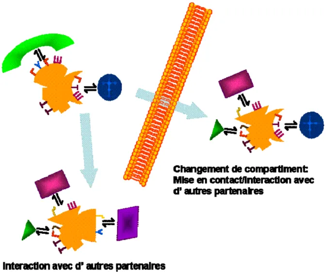 Figure 1-  Les modifications post-traductionnelles modulent les interactions protéine-partenaire