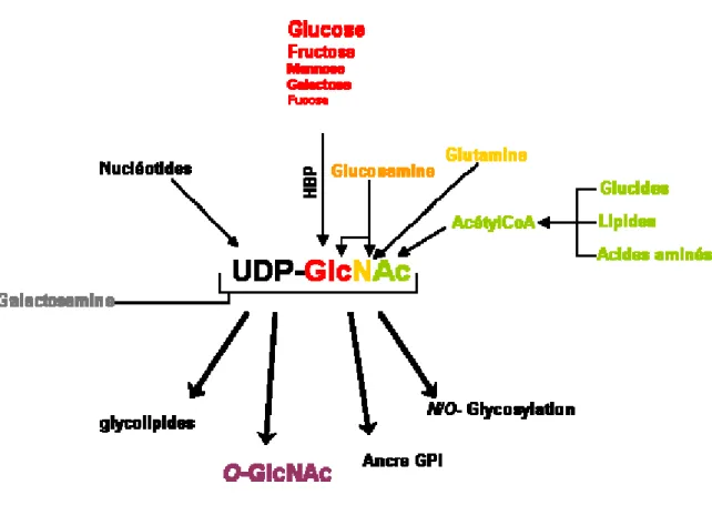 Figure 5-  « Tous les chemins mènent » à l’UDP-GlcNAc ou l’UDP-GlcNAc, « à la croisée des chemins »