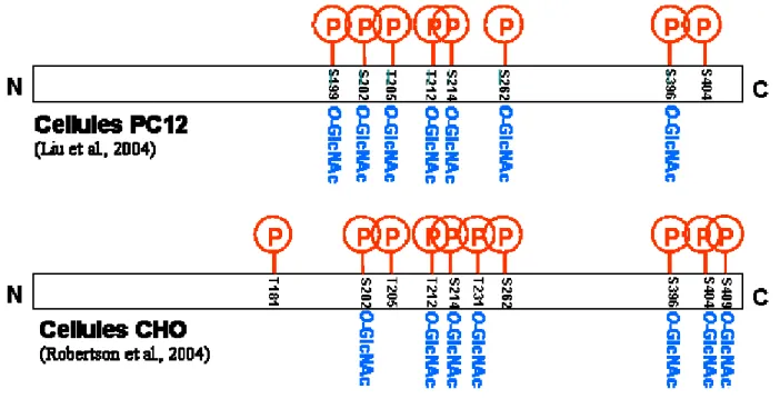 Figure 6- Sites décrits de phosphorylation et de O-GlcNAc sur la protéine Tau. 