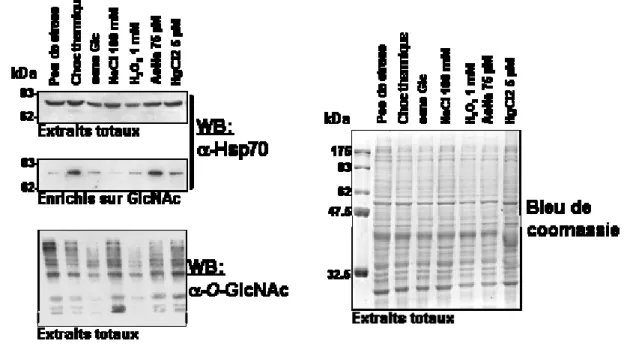 Figure 7- Effet de stress de natures diverses sur l’activité lectinique d’Hsp70 envers la O-GlcNAc