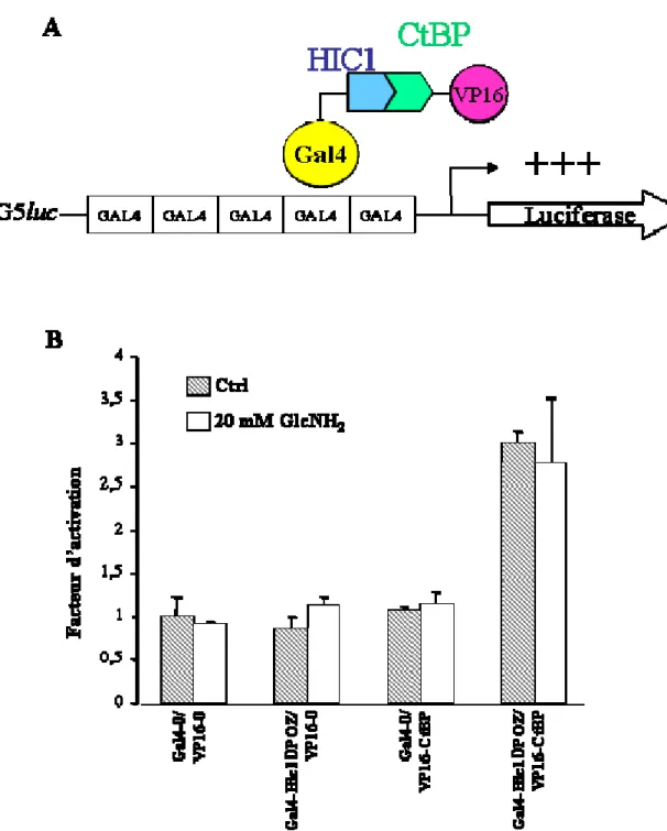Figure 8- La glycosylation de HIC1 ne module pas son interaction avec le co-répresseur CtBP 