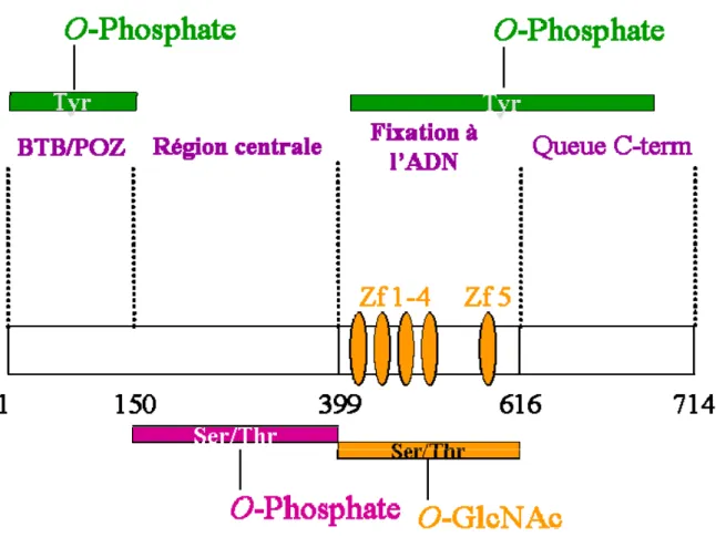 Figure 9- Localisation « grossière » des sites de O-N-acétylglucosaminylation et de phosphorylation de  HIC1