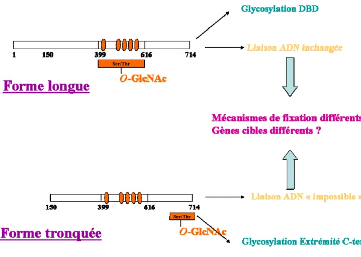 Figure 10- Localisation des sites de O-GlcNAc sur les deux formes de HIC1 et l’influence de la  glycosylation sur l’activité transcriptionnelle