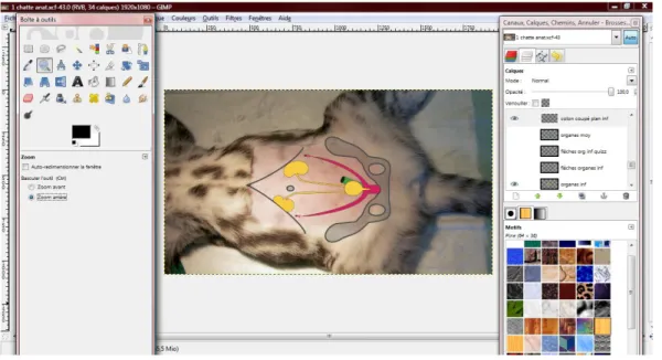 Figure 2 : Présentation du logiciel GIMP ®  : réalisation des planches d’anatomie insérées dans le DVD 