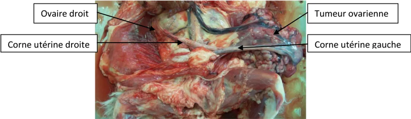 Figure 7 : Tumeur ovarienne chez une chatte stérilisée médicalement par progestagènes autopsiée à l’ENVT 