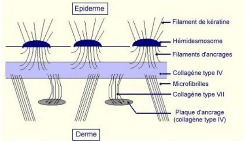 Figure 3 : Eléments constitutifs d'une jonction dermo-épidermique [52]