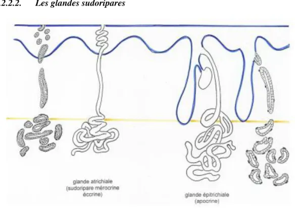 Figure 5 : Les glandes sudoripares [19]