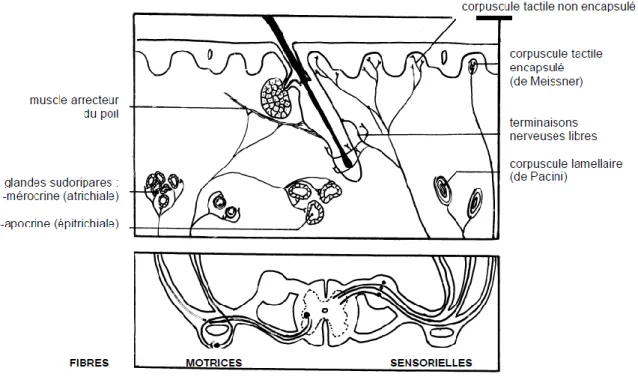 Figure 6 : Innervation cutanée chez les carnivores domestiques [19]