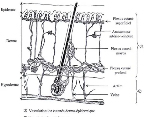 Figure 7 : Vascularisation cutanée chez les carnivores domestiques [19]