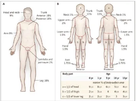 Figure 11 : Illustration de la &#34;Rule of Nines&#34; (A) et du &#34;Lund-Browder chart&#34; (B) [139]