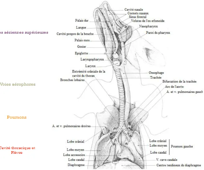 Figure 12 : Anatomie de l'appareil respiratoire du chien [13]