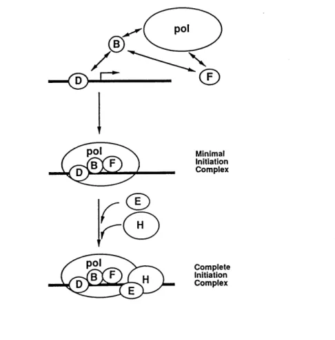 Fig. 1.2.2 Schematic model of transcription initiation complex assembly (From