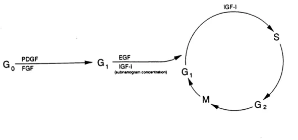 Fig. 1.4.1 Illustration of some growth factors involved in the cell cycle at different phases