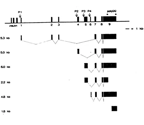 Fig. 1.4.1.2 Structure of the human IGF-II gene organization and mRNAs species. The