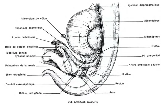 Figure 1 : vue latérale gauche d’un embryon montrant le sinus uro-génital et les  conduits mésonéphriques (Barone, 2001) 
