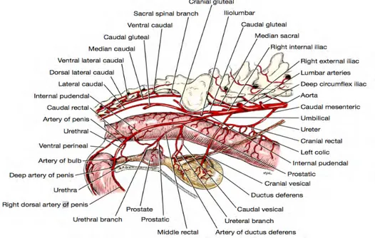 Figure 3 : Angiologie et innervation de la prostate chez le chien (Evans and De  Lahunta, 2010) 