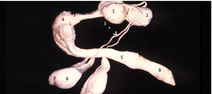 Figure 5 : Appareil urogénital de chien (Service Anatomie, ENVT) 1	
  1	
  2	
  3	
  3	
  4	
  5	
  6	
  7	
  8	
  