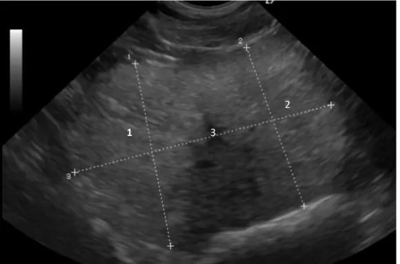 Fig 8. Image échographique de prostate saine en coupe transversale (Service  Imagerie Médicale ENVT) 