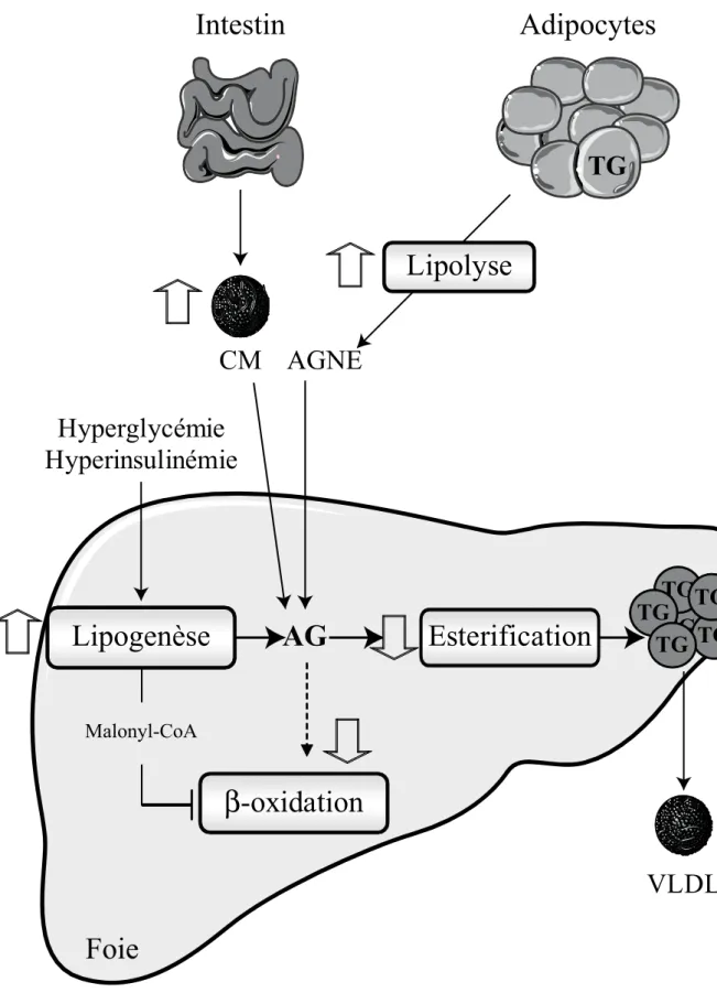 Figure 2. Origines de la st éatose hépatique (Adapté de Postic and Girard 2008). Les origines de la stéatose hépatique peuvent être multiples