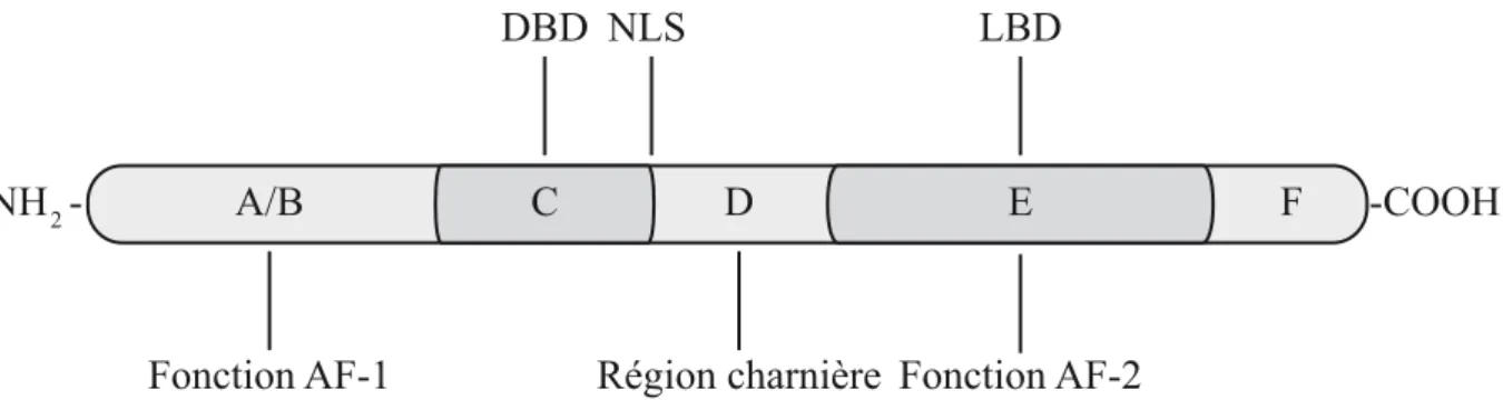Figure 4. Structure g énérale des récepteurs nucléaires. Les récepteurs nucléaires sont constitués de six domaines A/B, C, D, E et F