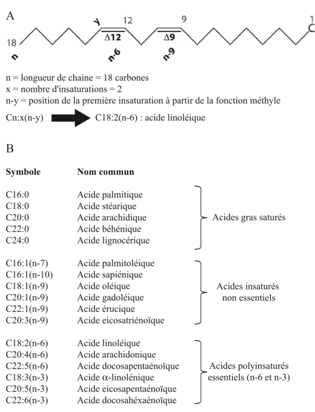 Figure 7. Structure et nomenclature des acides gras (Adapt é de Guillou et al. 2010). (A) Exemple de l’acide linoléique.