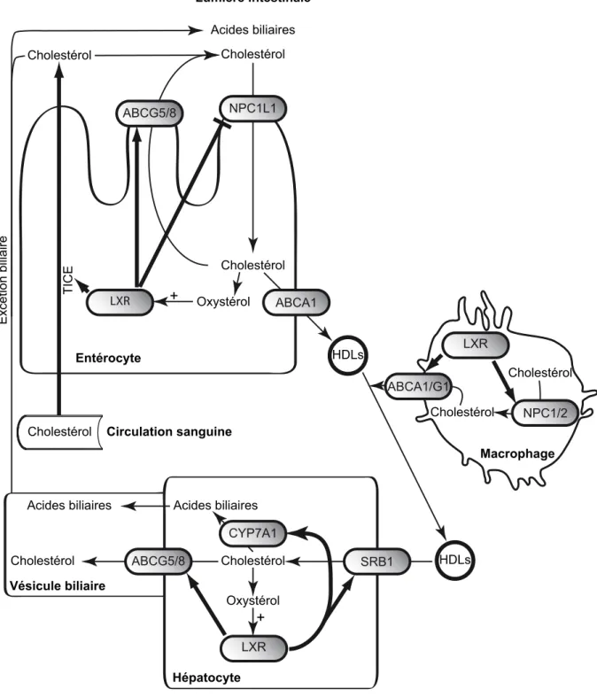 Figure 11. Implication de LXR dans le transport r éverse du cholestérol. LXR module l’expression des gènes codant pour les protéines renseignées dans cette figure