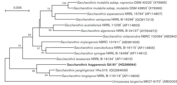 Fig. 2. Neighbour-joining phylogenetic tree based on almost-complete 16S rRNA gene sequences showing the position of strain SA181 T in the genus Saccharothrix