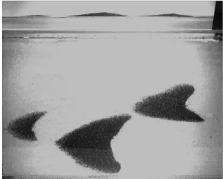 Figure 4. Three barchan dunes under a water flow, seen  from  above.  Top  of  the  photo:  side  view  from  an  inclined  mirror