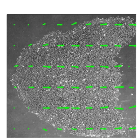 Figure  5.  A  barchan  dune  seen  from  above,  and  the  particle velocity field averaged over a rectangular mesh  (green arrows)