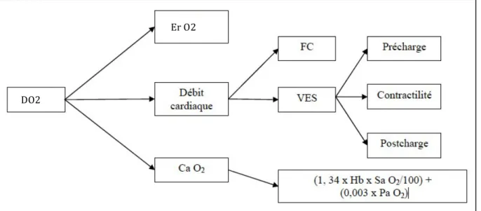 Figure 8: Facteurs influençant la distribution tissulaire en dioxygène [33] 