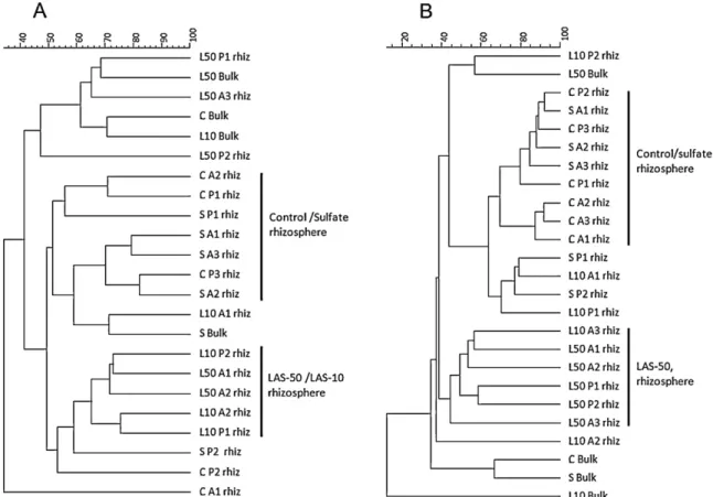Fig. 3. UPGMA dendrograms representing the similarity of PCR-DGGE proﬁles of bacterial communities associated with bulk and rhizosphere soil from potato plants (A) at the young plant and (B) at ﬂowering stage