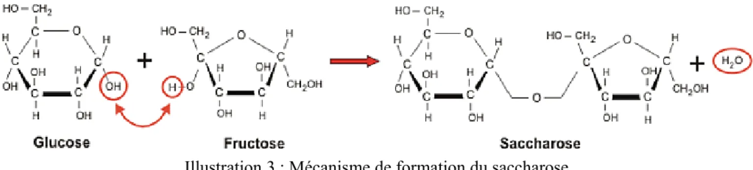 Illustration 3 : Mécanisme de formation du saccharose